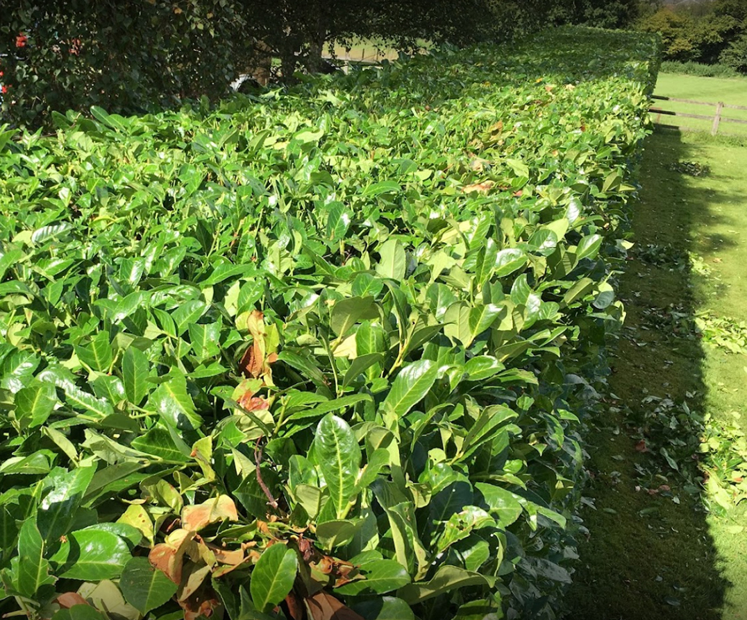 Tree cutting in Farnham